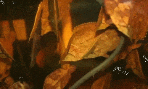 500_303gif 动态图 动图