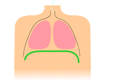 胸式呼吸法会使肺部增加负担,肺部必须工作得更勤快,才可以确保氧供应