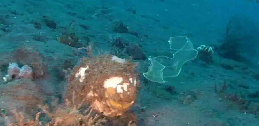 灯笼鱼是什么样子 d317382f29294fc88218c45a05913cfd.jpeg