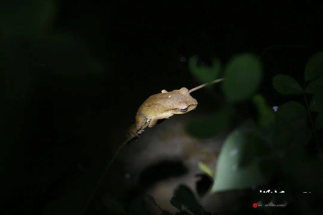 山野夏令营丨夏夜萤火,天文观星,空中国宝,缤纷动植物