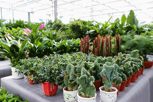 【第二届花卉展】今天的鲜花开的特别艳丽,希望它的主人来东城巷把它