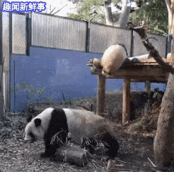 萌物gif动态图,可爱萌宠动态图片集锦第五期80张!