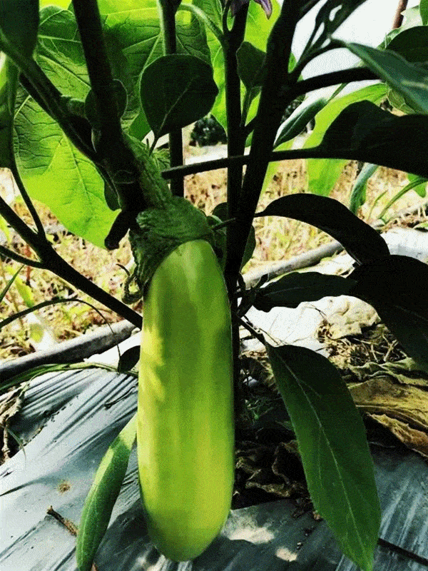 果实 盆景 盆栽 蔬菜 植物 种子 600_800 竖版 竖屏 gif 动态图 动图
