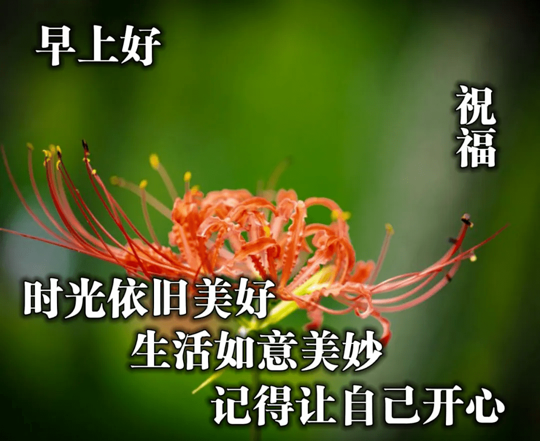 早晨心语唯美图片大全 周五微信群发表情早安祝福语