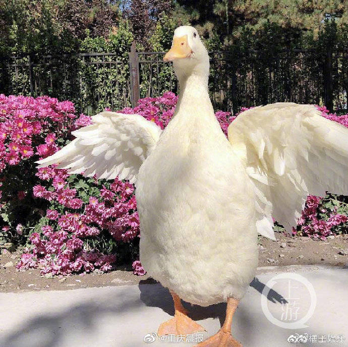 演员王珞丹发文称同事的宠物鸭被人抓走吃掉 警