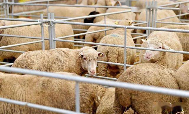 第一,选择适合圈养羊的品种,才能扩大养羊规模想发展养羊,不是说什么