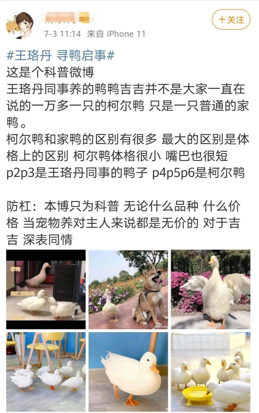 行为|宠物被拎走致死构成犯罪吗？专家释法“王珞丹微博寻宠物鸭”