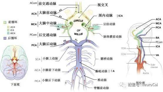 收藏丨大脑willis环的解剖及变异_动脉