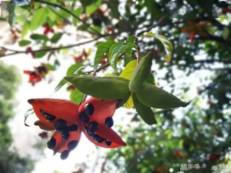 中药|让焦虑妈妈变淡定姐|读者来稿感谢中医