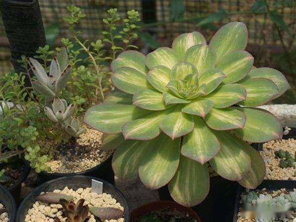 多肉种类及名字 d9c11e3b9d2940518d413072bd075a1f.jpeg