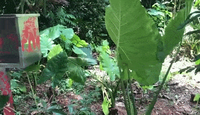 公园|扩散提醒！一女子咬这植物后中毒！公园路边常见