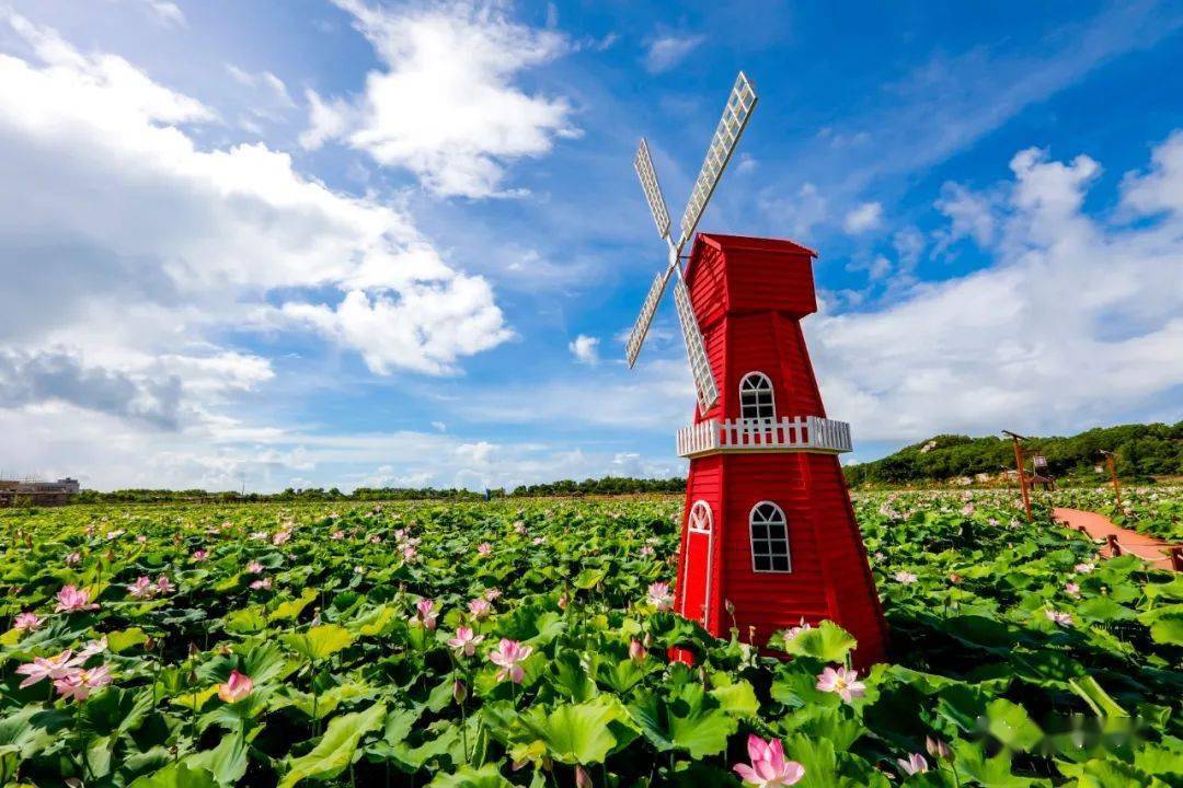 惠来这个村荷花盛开,一路美景!你知道那个村吗?