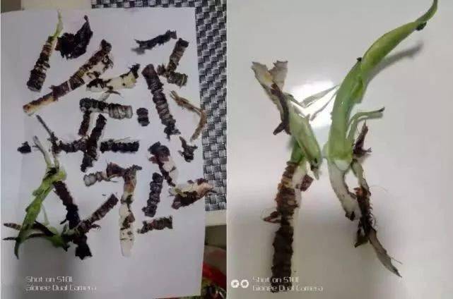 公园|扩散提醒！一女子咬这植物后中毒！公园路边常见