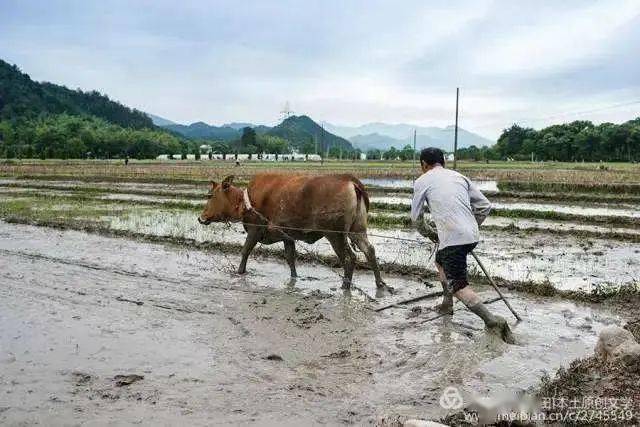 承载重物脚从不打颤挑 扛 背 驮难不倒勤劳的庄稼汉犁 磨 铲 搭播撒在