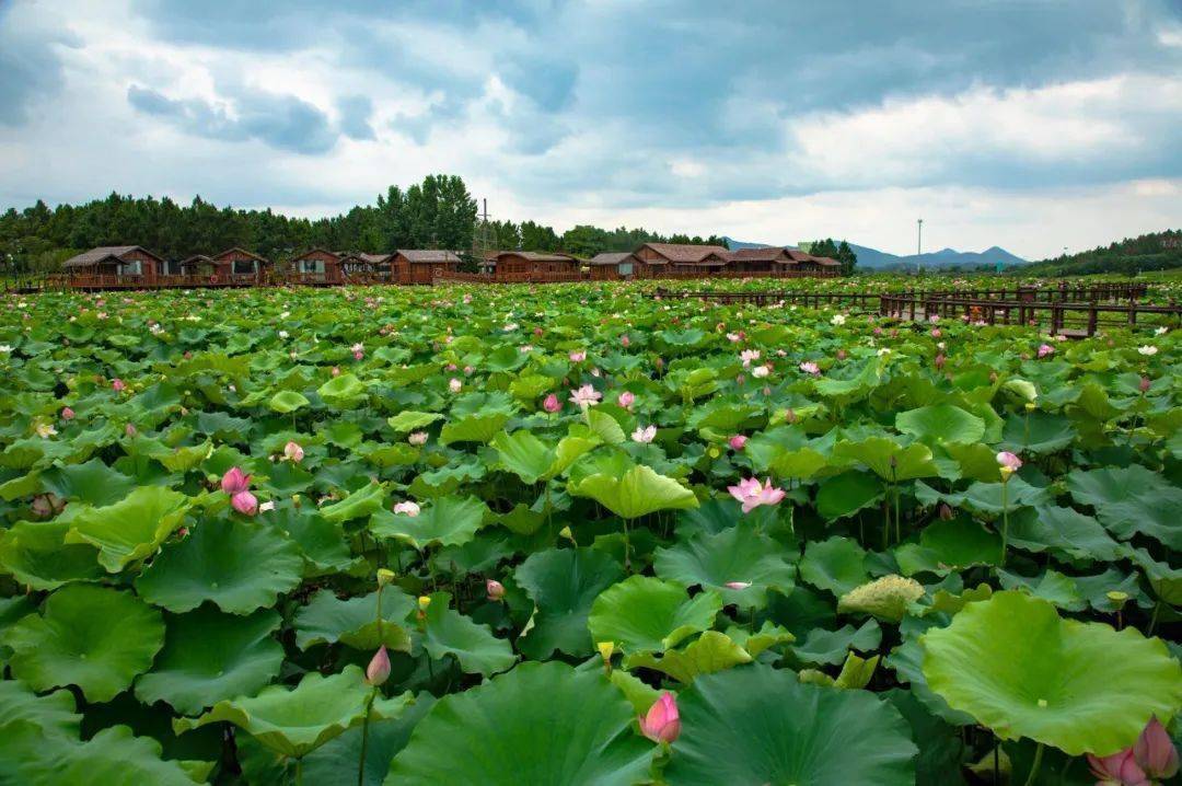 接天莲叶无穷碧雨中荷花别样美