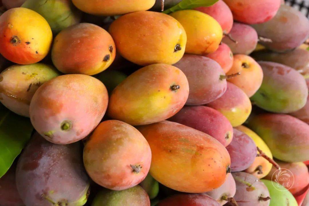 欲滴现在米易一到水果市场摊位上全是芒果也被攀枝花的椰香芒果折服了