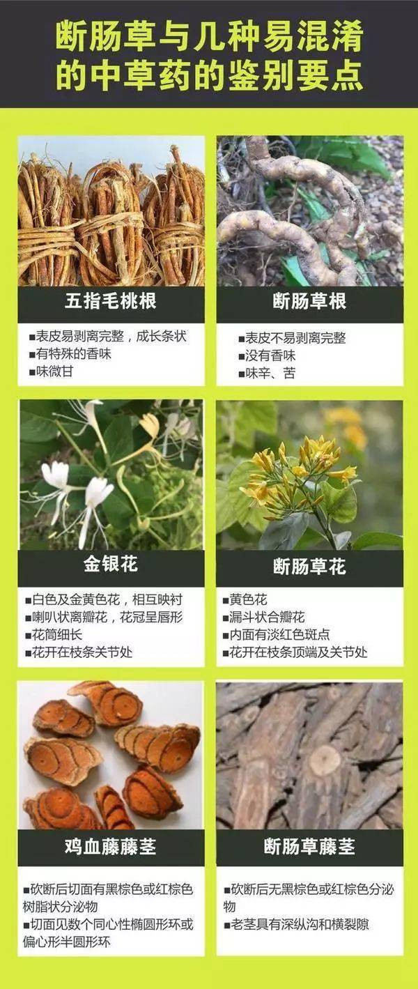 公园|扩散提醒！一女子咬这植物后中毒！公园路边常见