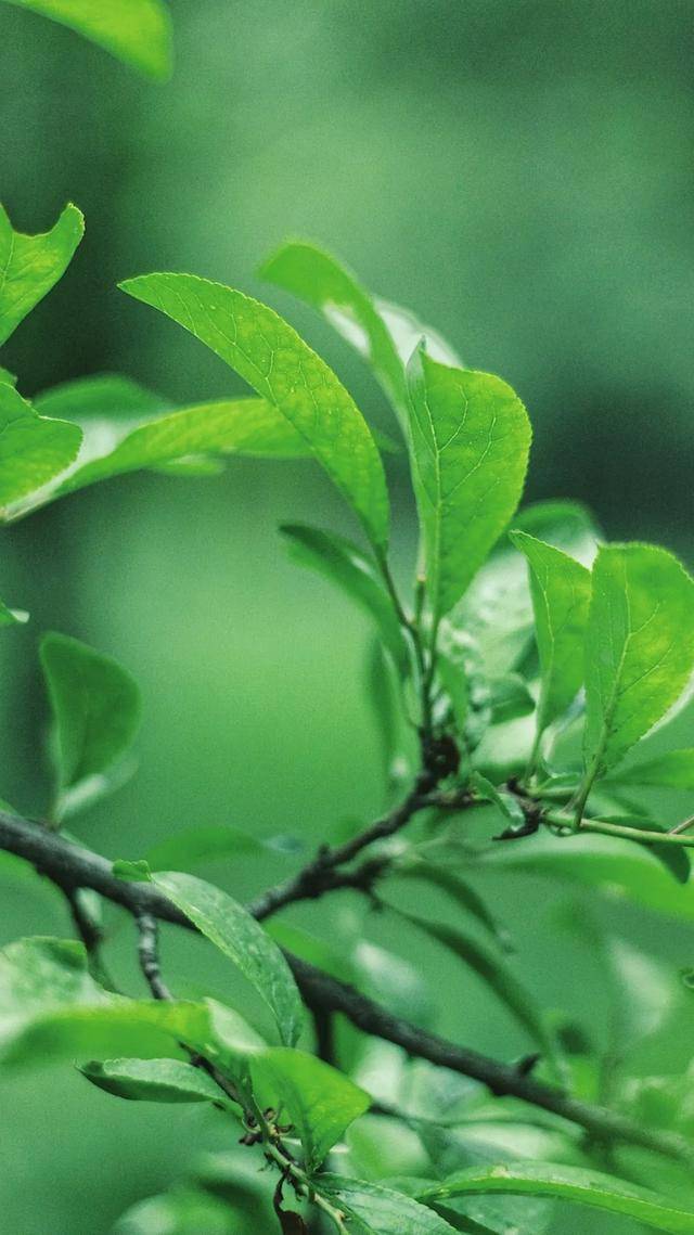 临夏这组"最夏天"的壁纸,全部都要用一遍!_屏保