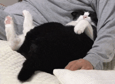 这些奇奇怪怪的喵星人照片,是上帝造猫时脑洞一开,于是就长出了