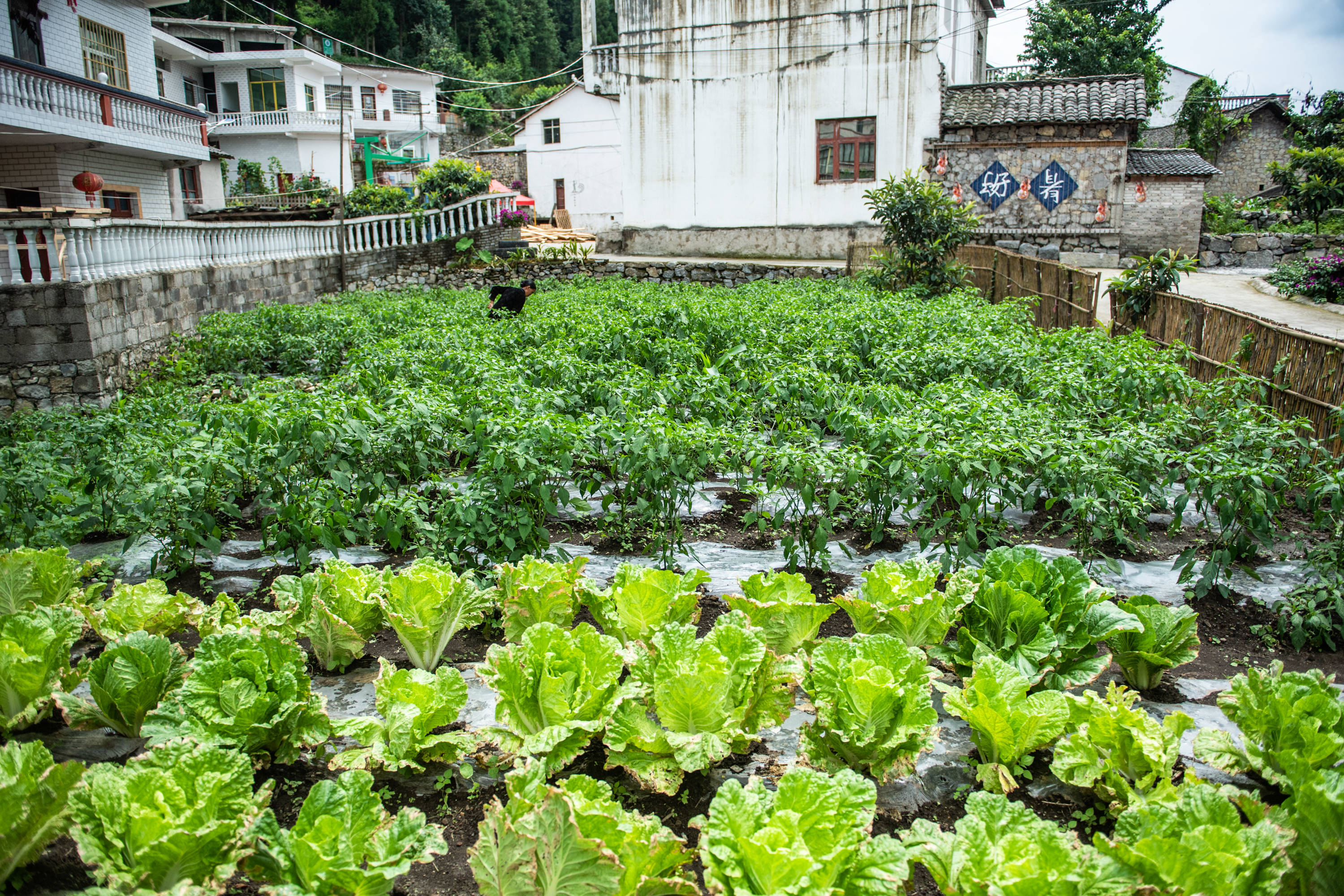 贵州六枝:小康菜园点靓美丽乡村