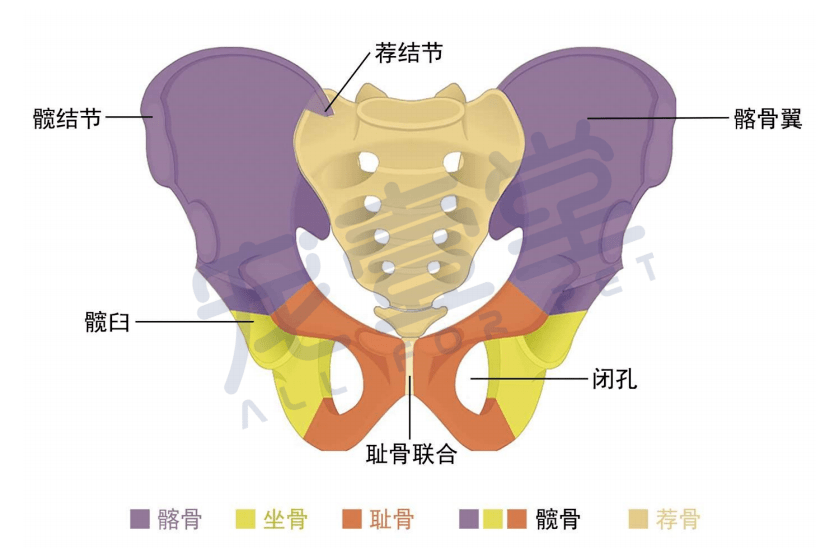 髂骨:髋骨分为髂骨,坐骨和耻骨以及软骨连接.