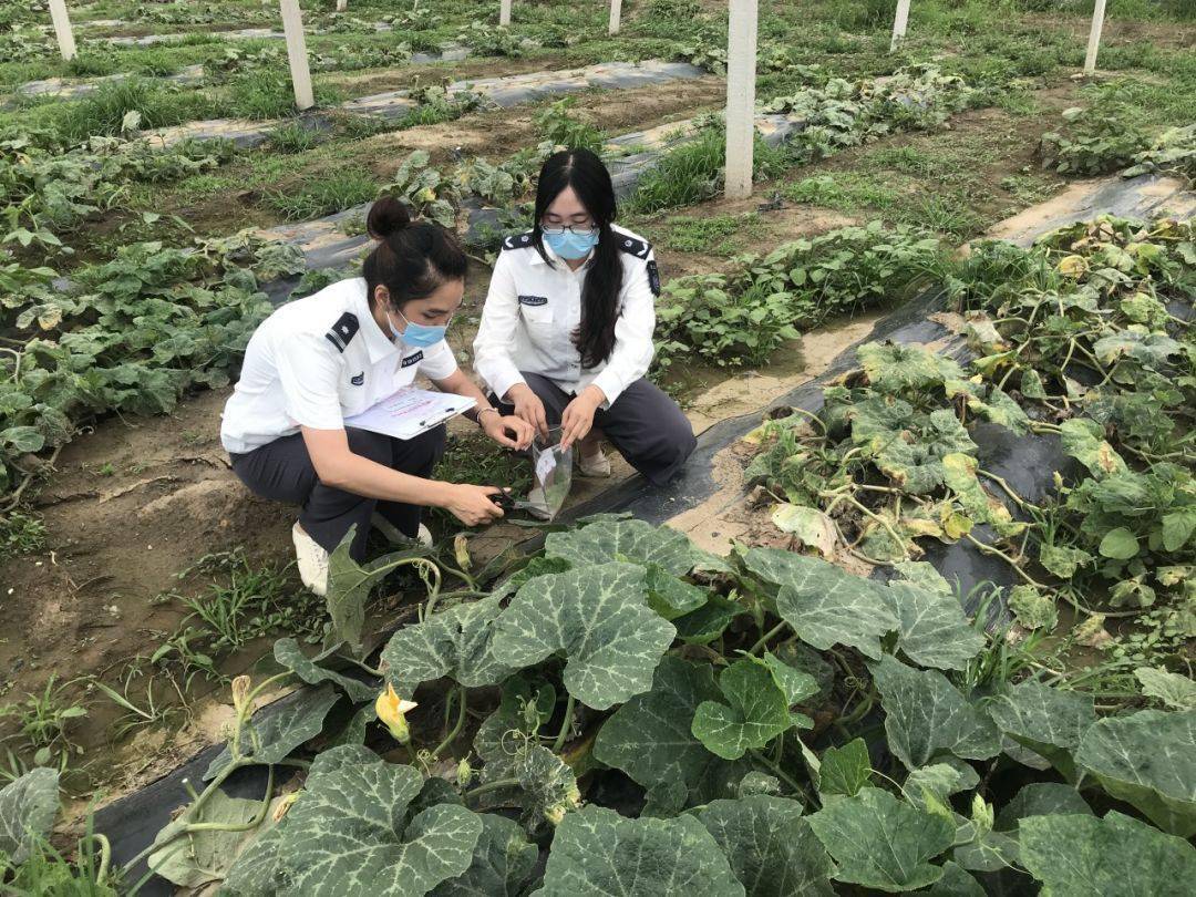 参考全国植物检疫对象名单,结合我区病虫草害分布情况,检疫人员对其中