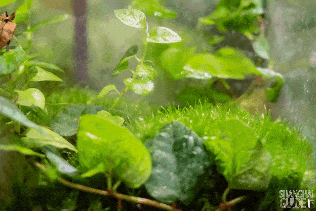 店里的绿色植物都来自不同的气候和纬度.