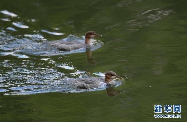 头道|中华秋沙鸭现身长白山保护区