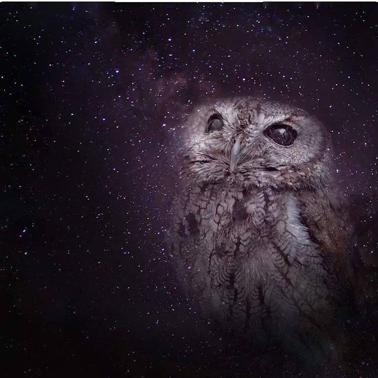 "不如,就叫它zeus吧, 就这样, 失明的小猫头鹰zeus 开
