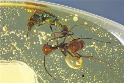 昆虫|这些昆虫为何穿越亿年仍能“自带光芒”