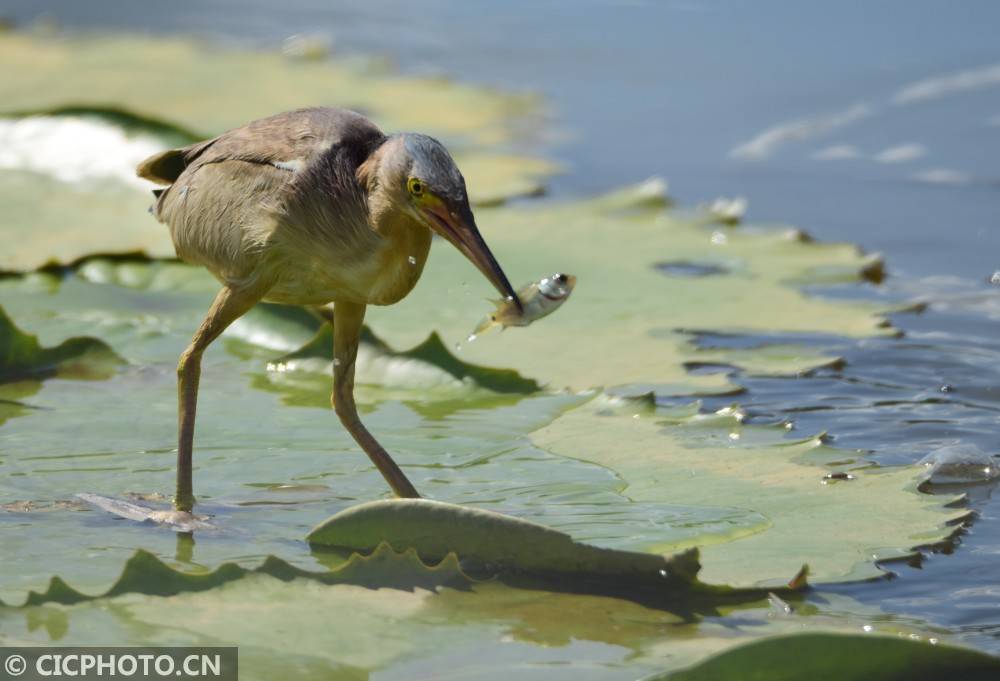 2020年7月5日,海南省琼海市龙寿洋万亩田野公园,一只水鸟在莲塘里