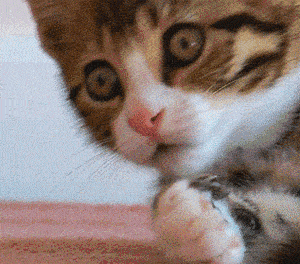壁纸 动物 灵长目 猫 猫咪 小猫 桌面 300_264 gif 动态图 动图