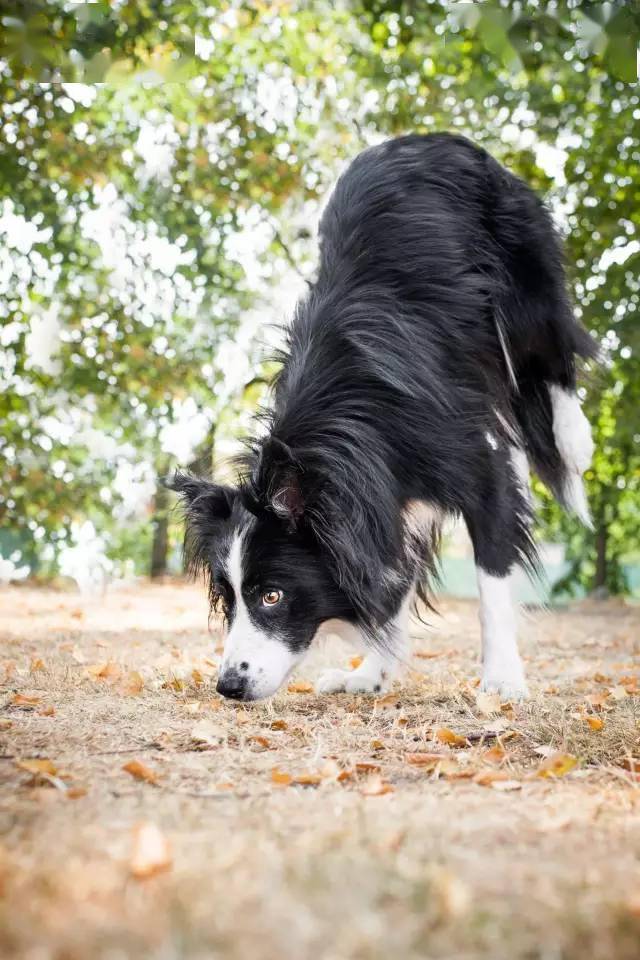 边牧专栏丨让边境牧羊犬的毛发更加茂盛