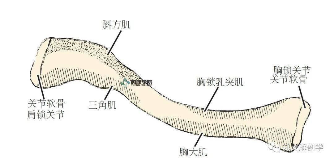 在锁骨的外侧弧的后方为一个不规则四方形结构的外侧,是斜方韧带的止