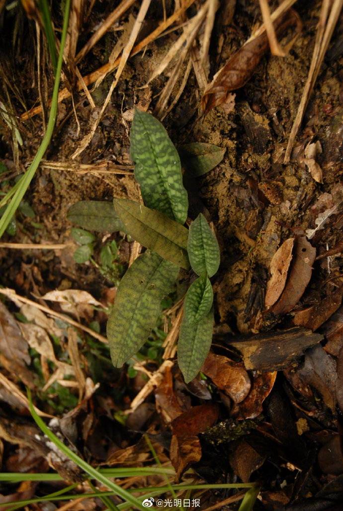 国家重点保护野生植物名录征求意见了!104种兰花拟新增为重点保护植物