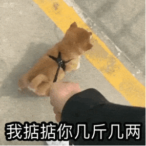 15秒以内找到毛巾下的狗粮 那么恭喜你  你的狗子的智商已经快赶上你