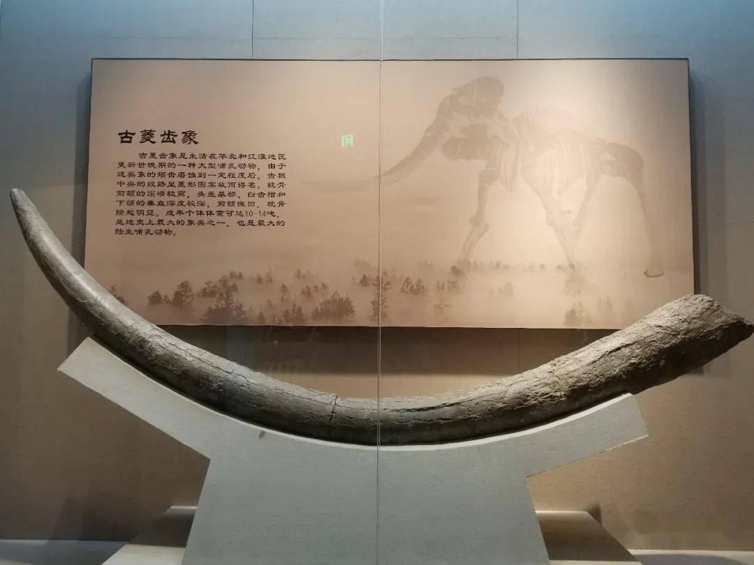 蚌埠市博物馆