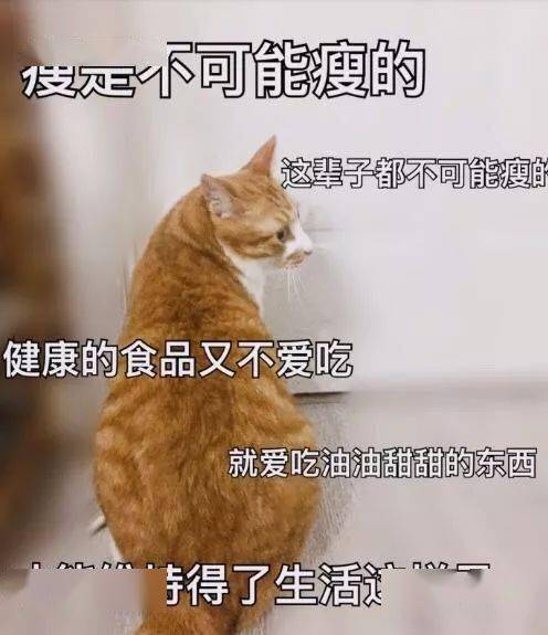 猫猫表情包第十期丨"爱情这杯酒,谁喝都得醉"