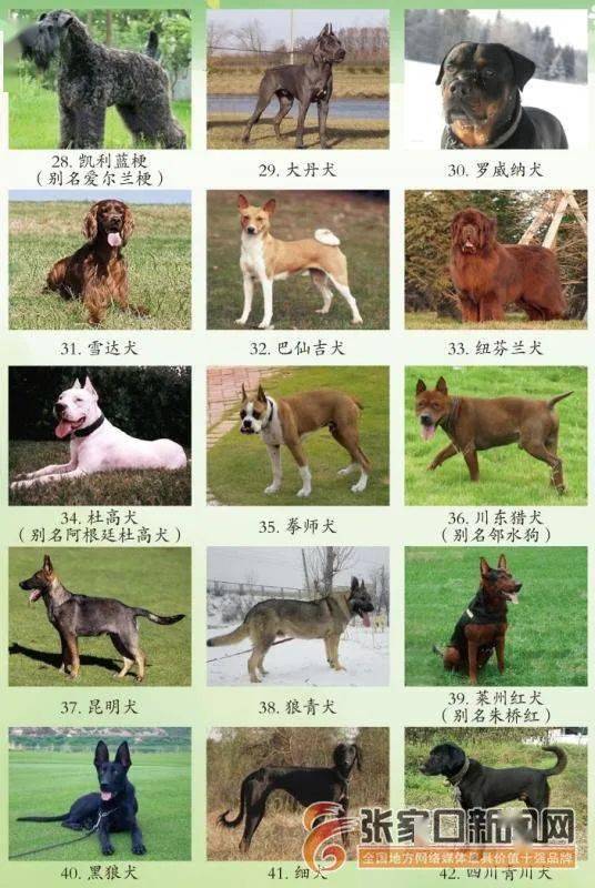 答《通告》中规定禁养烈性犬品种有:所有獒类犬,日本土佐犬,日本秋田