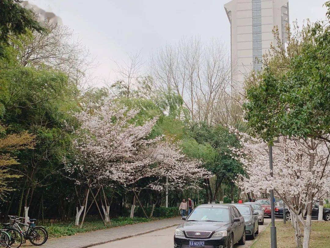 南林特|每日一杯夏日限定,林间韵味你get到了吗?