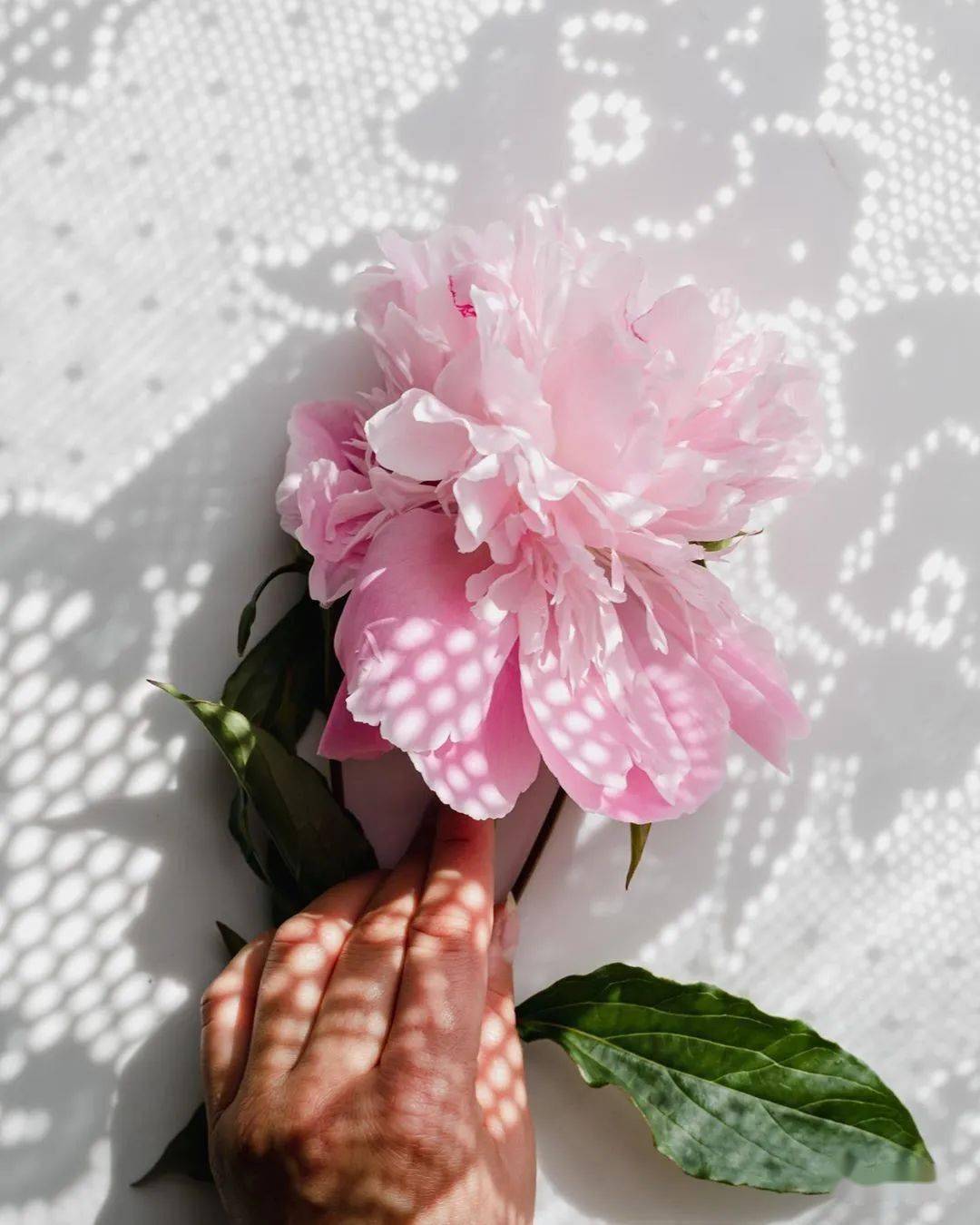 颜色|为什么年龄越大，越喜欢粉色？