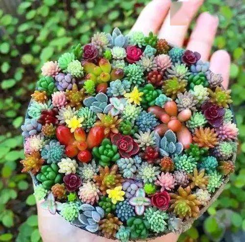 多肉怎么长得茂盛 80553acbd6404b679fbc80e841753f24.jpeg