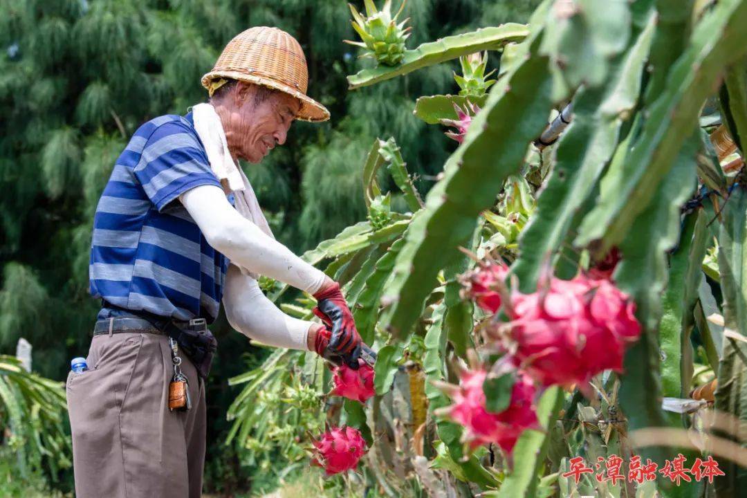 平潭种植的台湾水果大丰收"爆炸"甜!