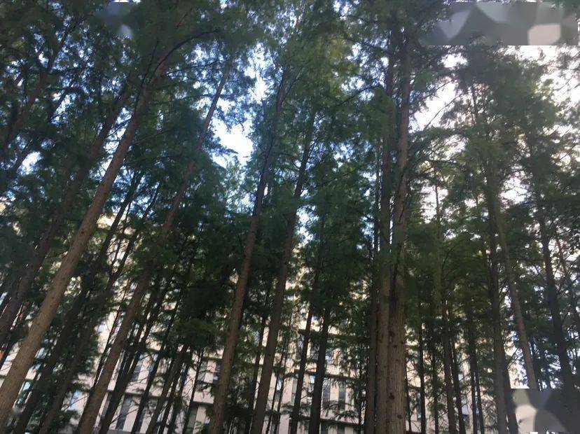 南林特|每日一杯夏日限定,林间韵味你get到了吗?