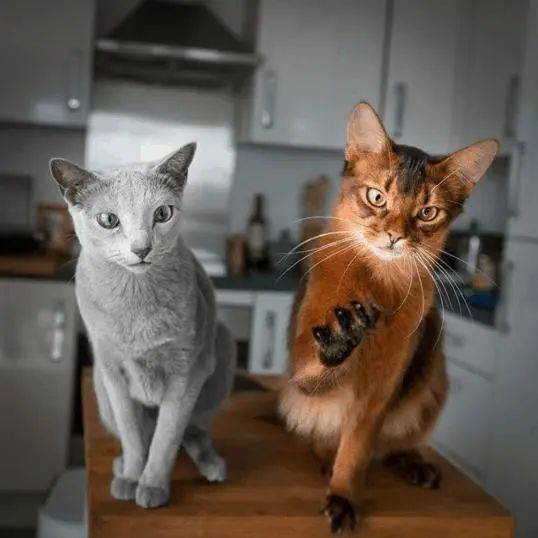 似松鼠又似狐狸,索马里猫天生高颜值,见人就微笑,萌倒