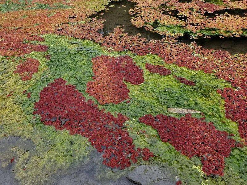 入门级水草—满江红