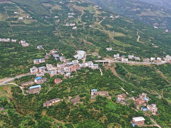 6月19日,在重庆市奉节县安坪镇三沱村,村民房前屋后都种上了柑橘树.