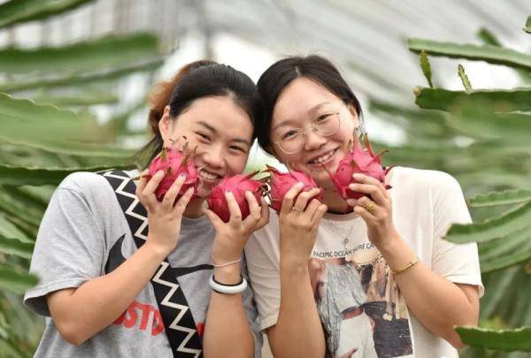 地产|巢湖：首批地产火龙果“红火”上市