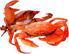 f9244d2b15834f74b355818b00b1c811.png