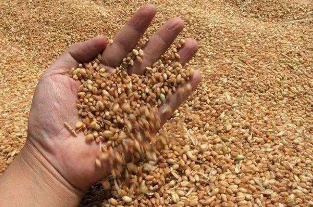 热天|一根竿都钓不过来热天用来擒获鲤鱼